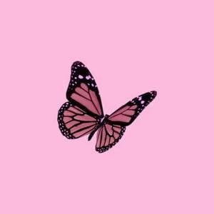 Meet your Posher, Racquel